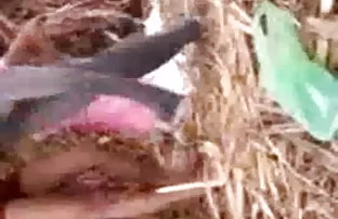 वीडियो है सक्षम करने के लिए प्राप्त रखी और का आनंद लें यह  इंडियापोर्न