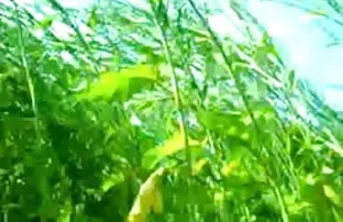 वीडियो रूसी शौकिया  पोर्न मराठी